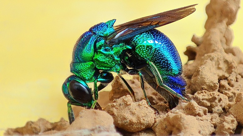 Beautiful Cuckoo Wasp