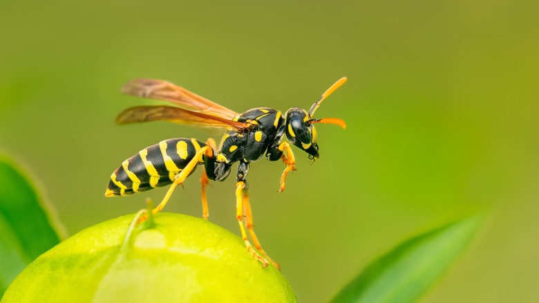 Paper Wasp