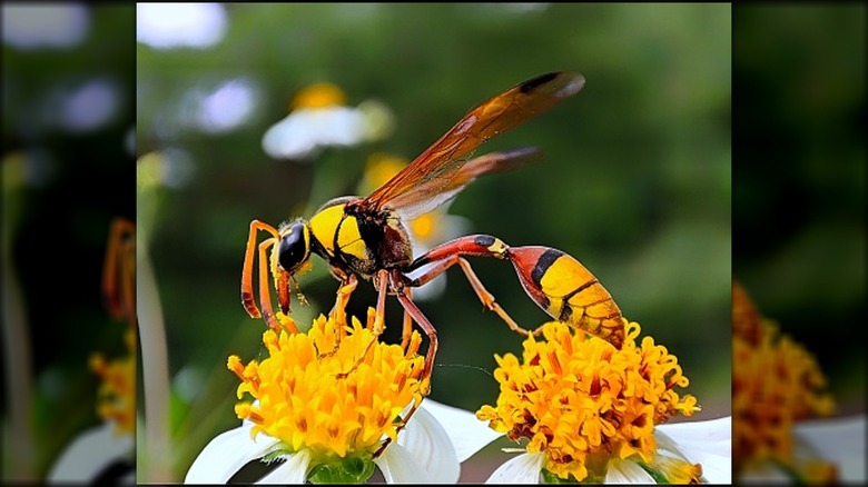 Potter Wasp on flowers