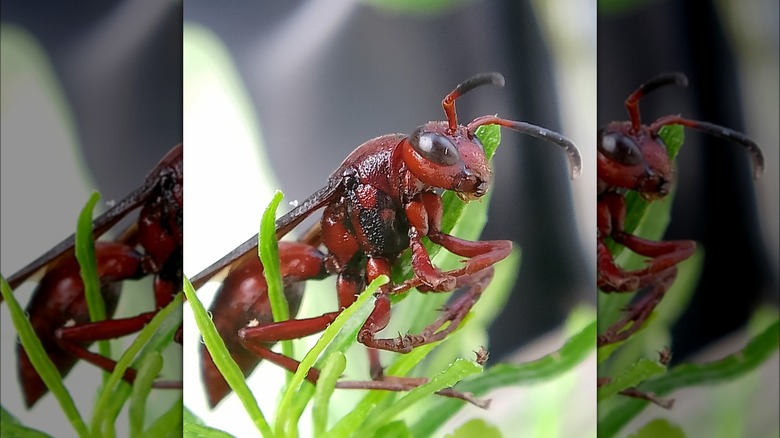 Red Wasp on leaf
