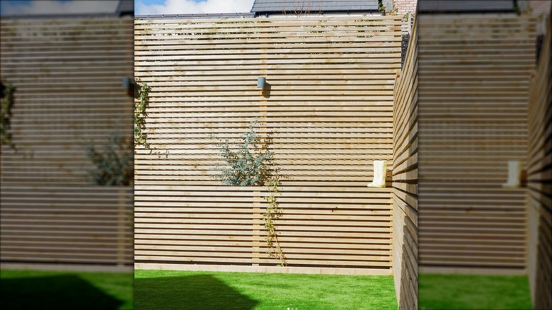 Wood fence with thin slats and plants