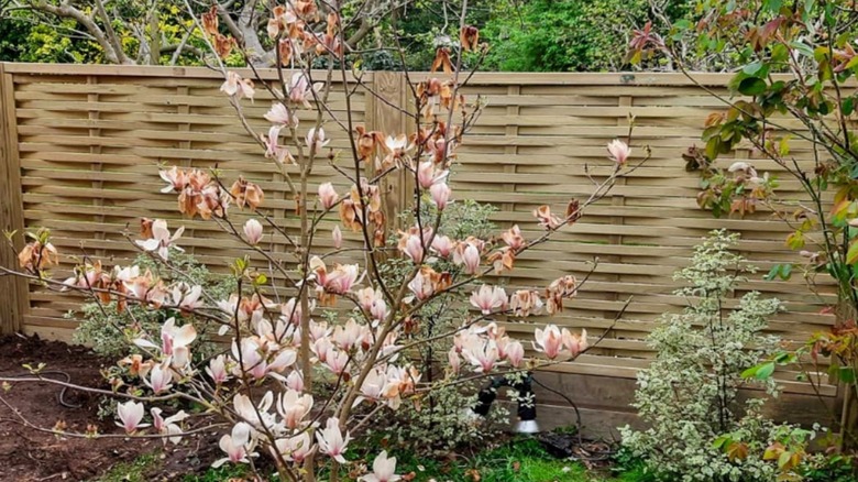 Woven wood fence in garden