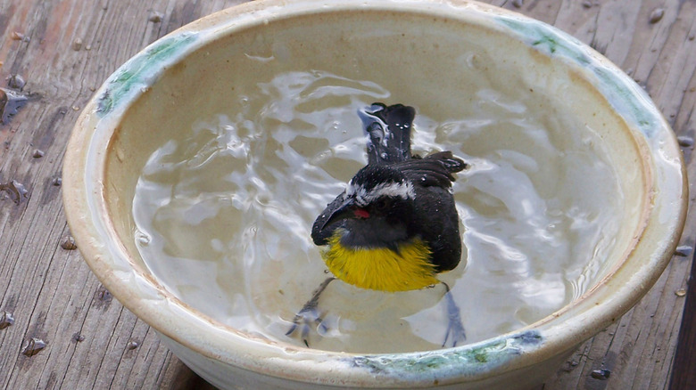 bird in bowl of water