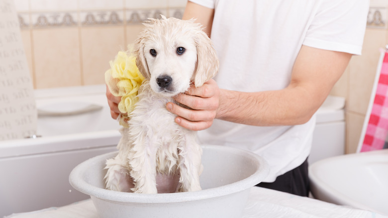 dog bath in a bowl