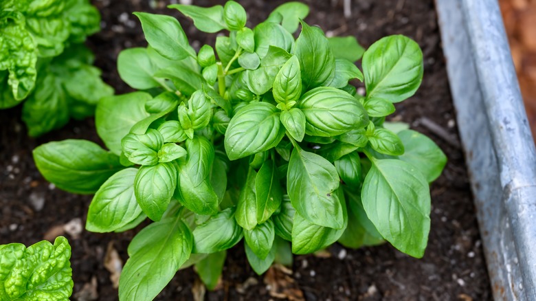 basil plant