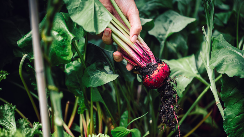 beets in a garden