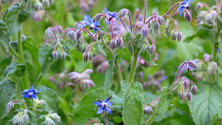 flowering borage