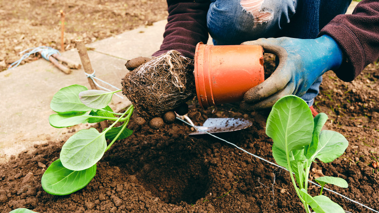 planting brussel sprouts