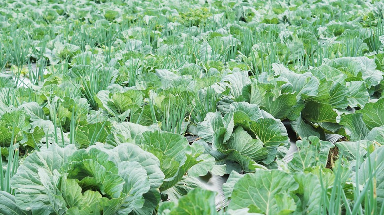 onions in a cabbage field 