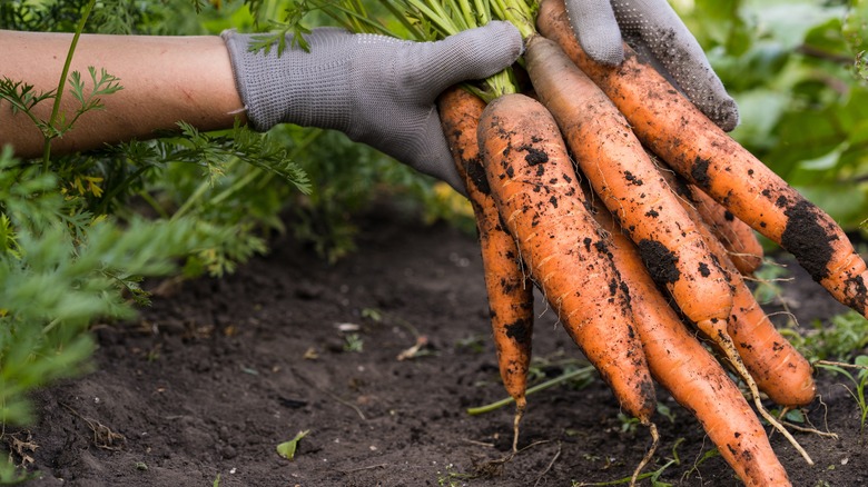 carrots in a garden