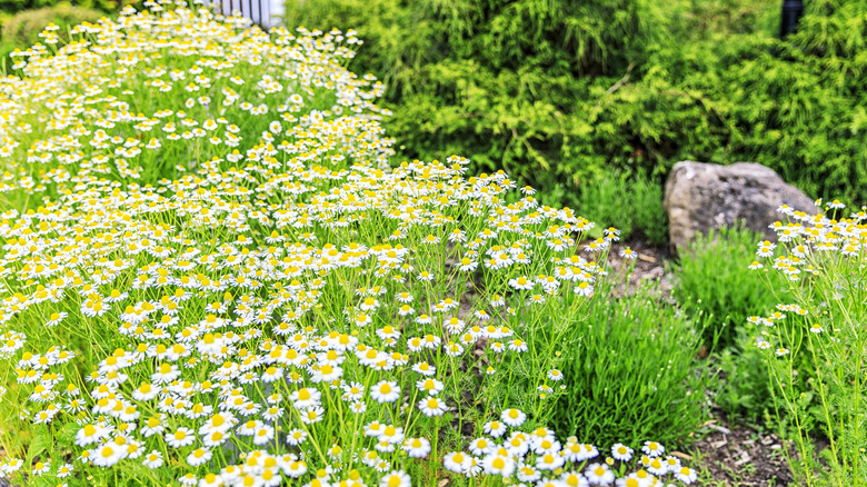 flowering chamomile in garden