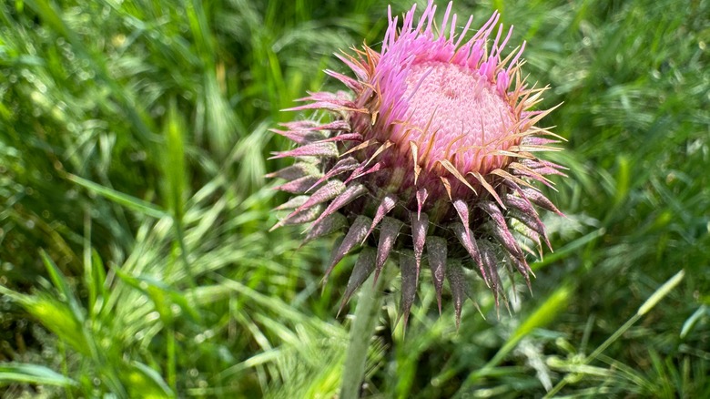 common thistle flower