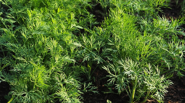 dill rows in garden