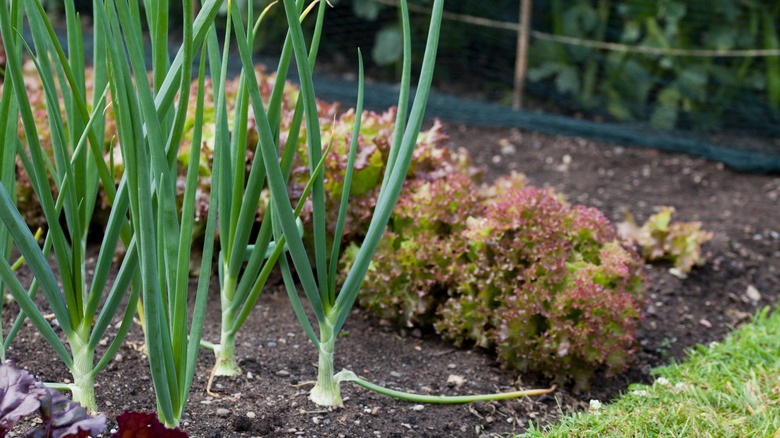 onions beside lettuce row