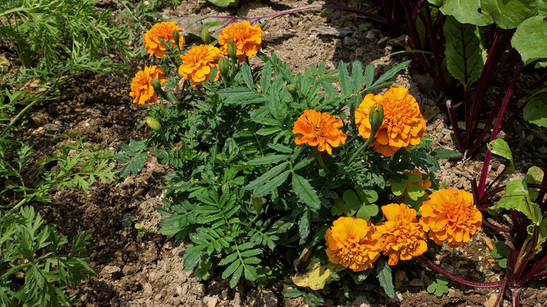 marigold with orange flowers