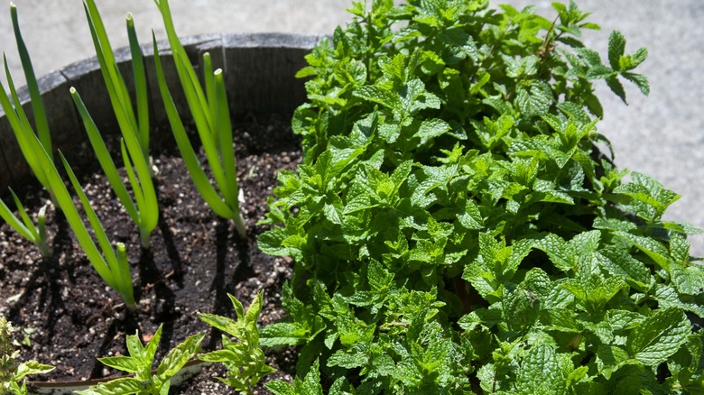 onions next to mint plant