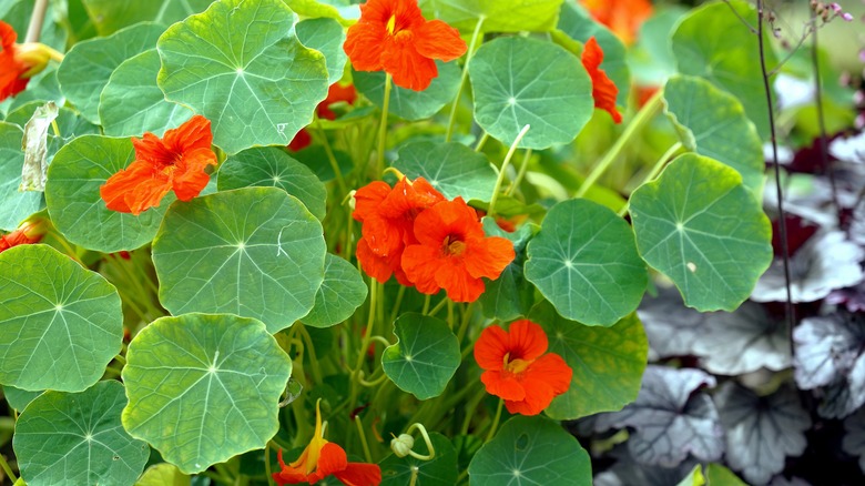 nasturtiums in a garden