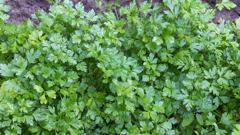 parsley in garden