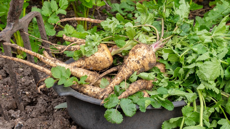 freshly harvested parsnips