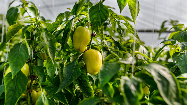 bell pepper plant with berries