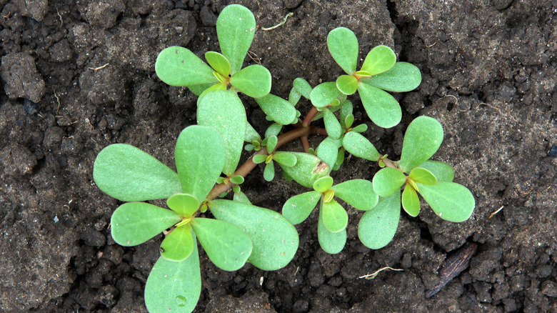 young pigweed