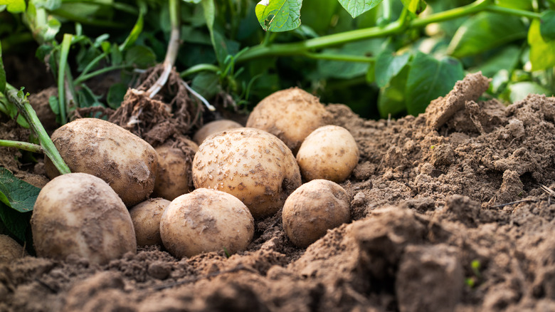 potatoes in garden