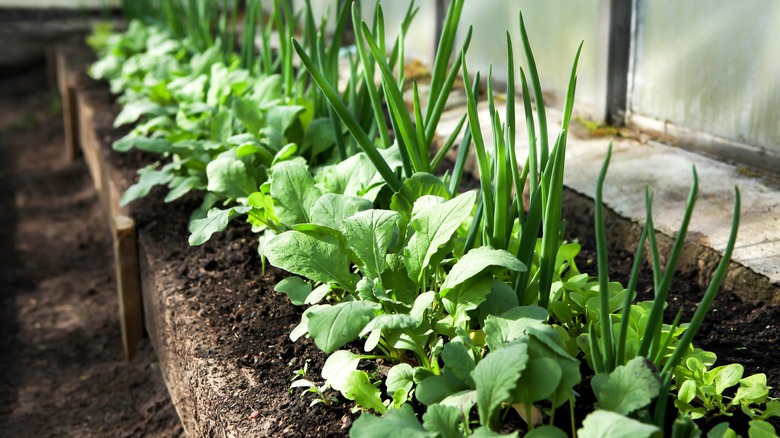 radish and onion in raised bed