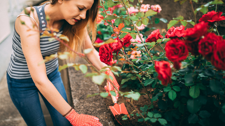 woman tending to rose shrubs