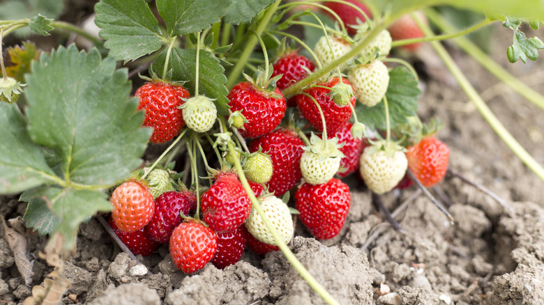 strawberry plant in garden