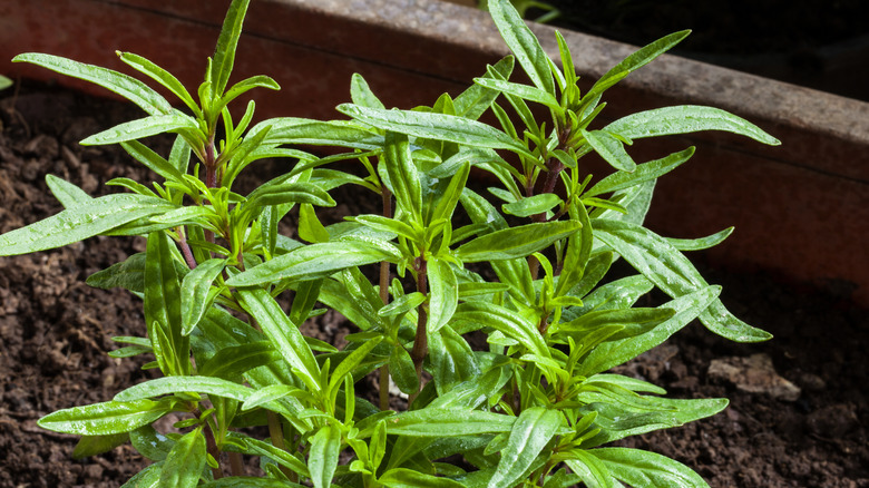 summer savory plant