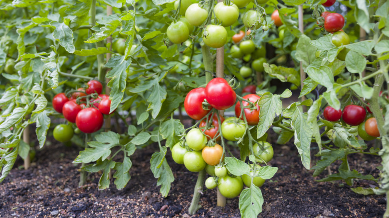 tomato plants with fruits