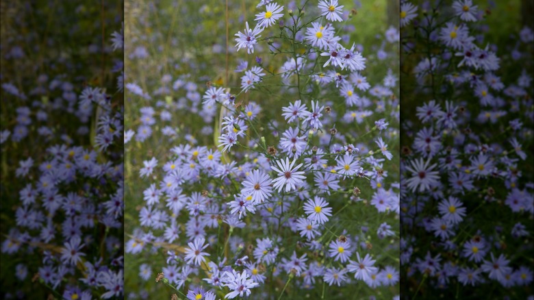 Azure aster flowers in bloom