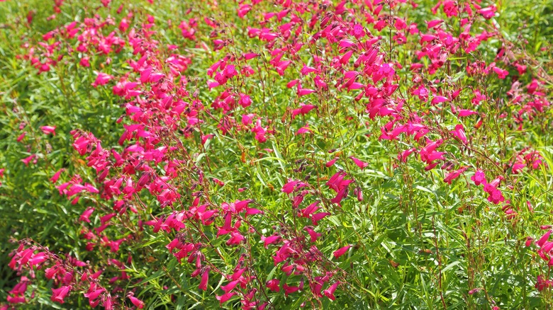 Bearded penstemon in garden