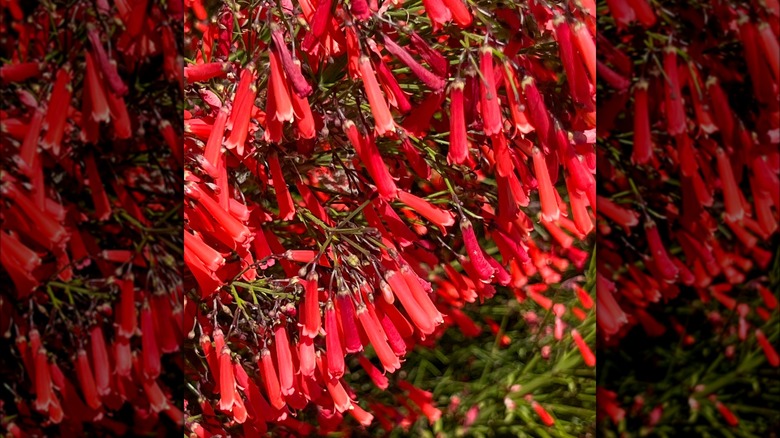 California fuchsias in garden