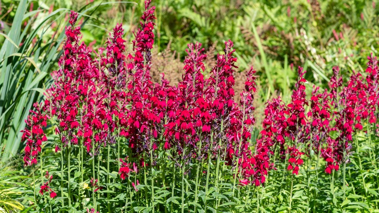 Red cardinal flowers in bloom 