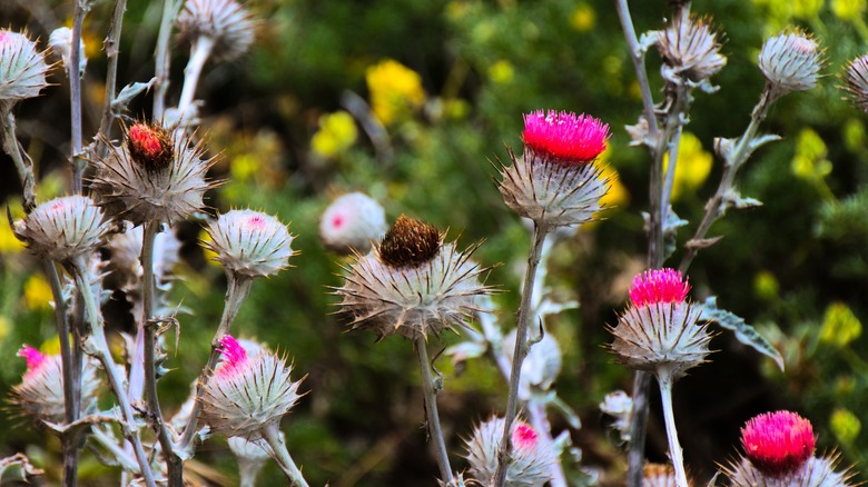 Cobwebby thistles pink blooms