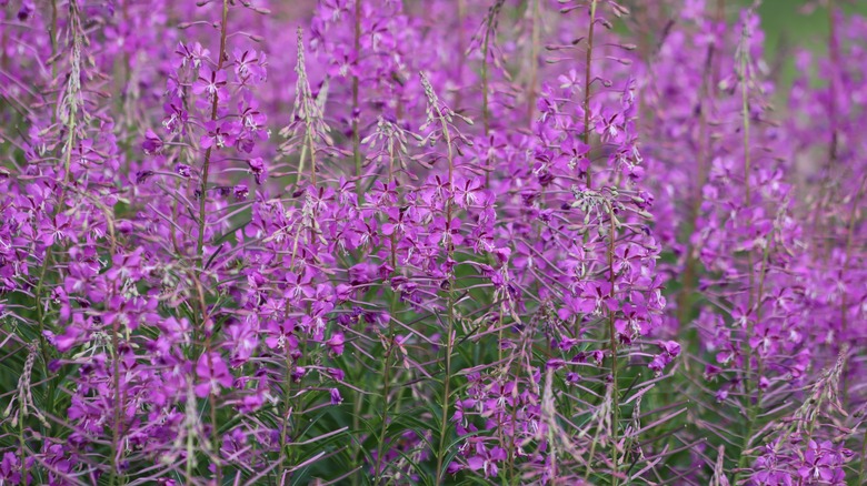 Pink fireweed