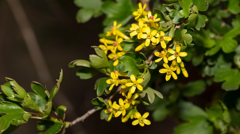 Golden currant flowers