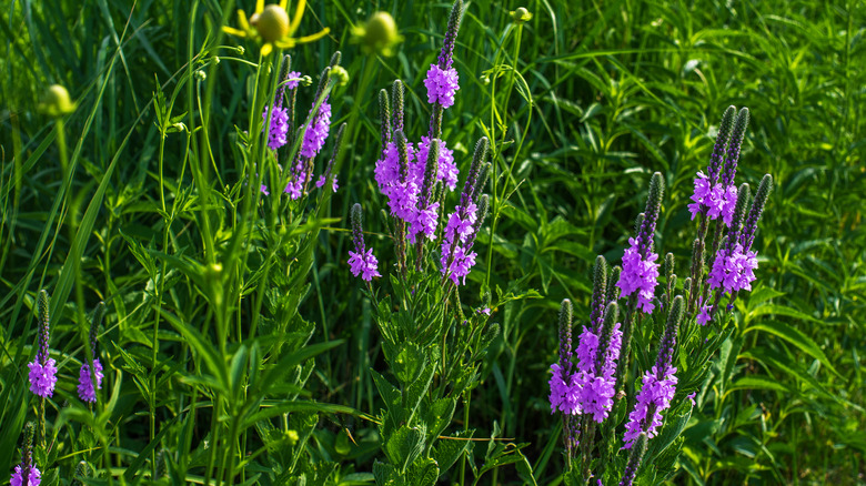 Hoary vervain in garden