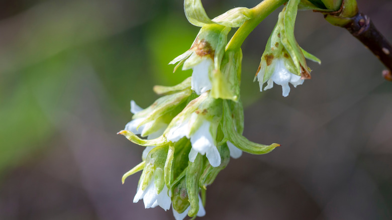 Indian plum's white flowers