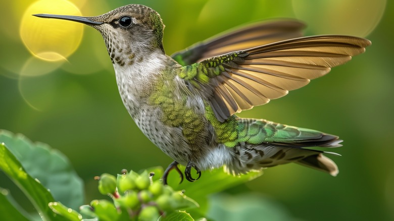 Hummingbird mid-flight