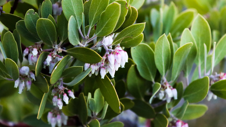 Manzanita flowers and green leaves