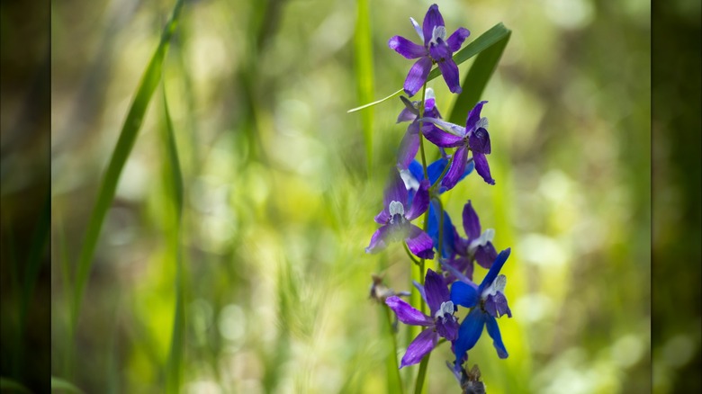 Blue-purple Mountain larkspur flowers