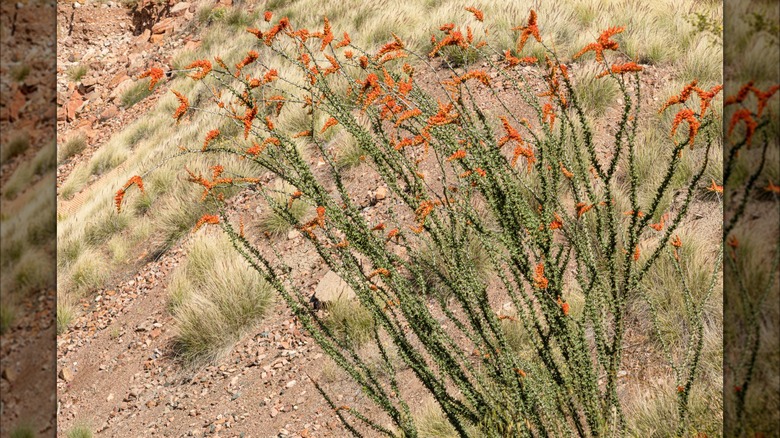 Ocotillo cactus in bloom