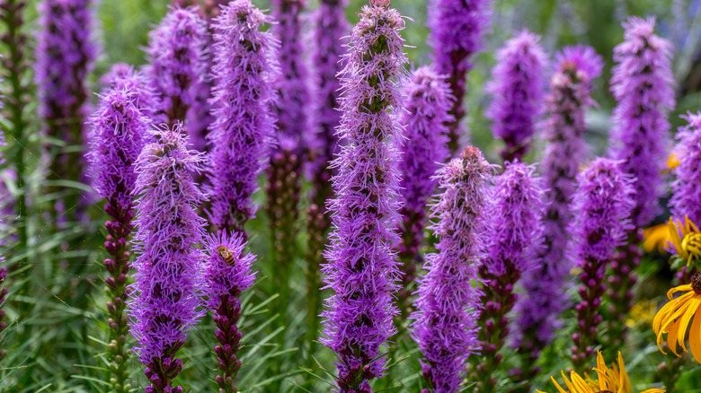 Prairie blazing-star in bloom