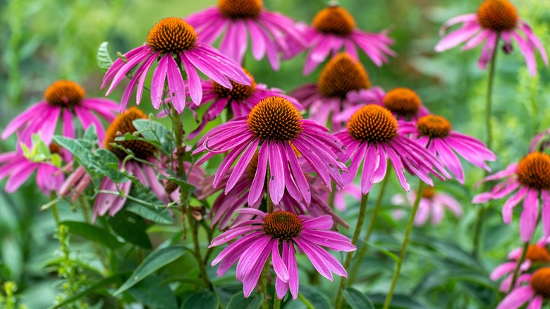 Purple coneflower flowers blooming