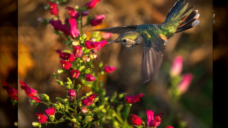 Hummingbird near red blooming flowers