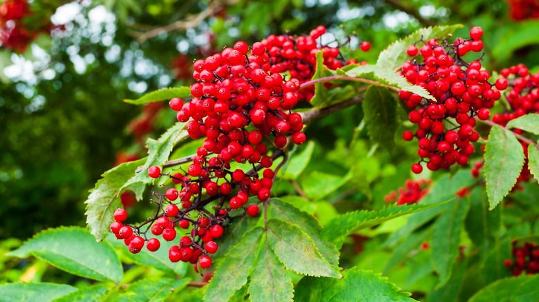 Red elderberry plant with berries