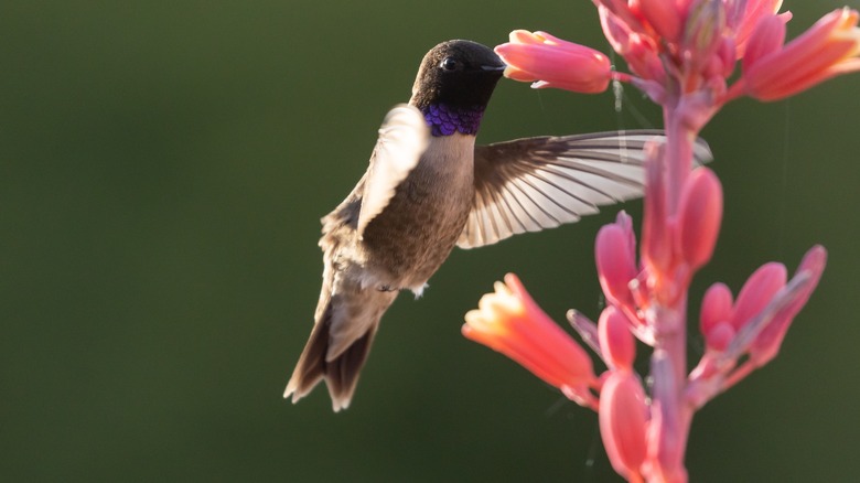 Hummingbird near red yucca flower