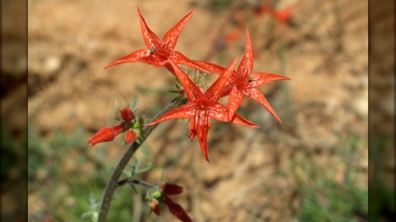 Scarlet gilia star-shaped flower